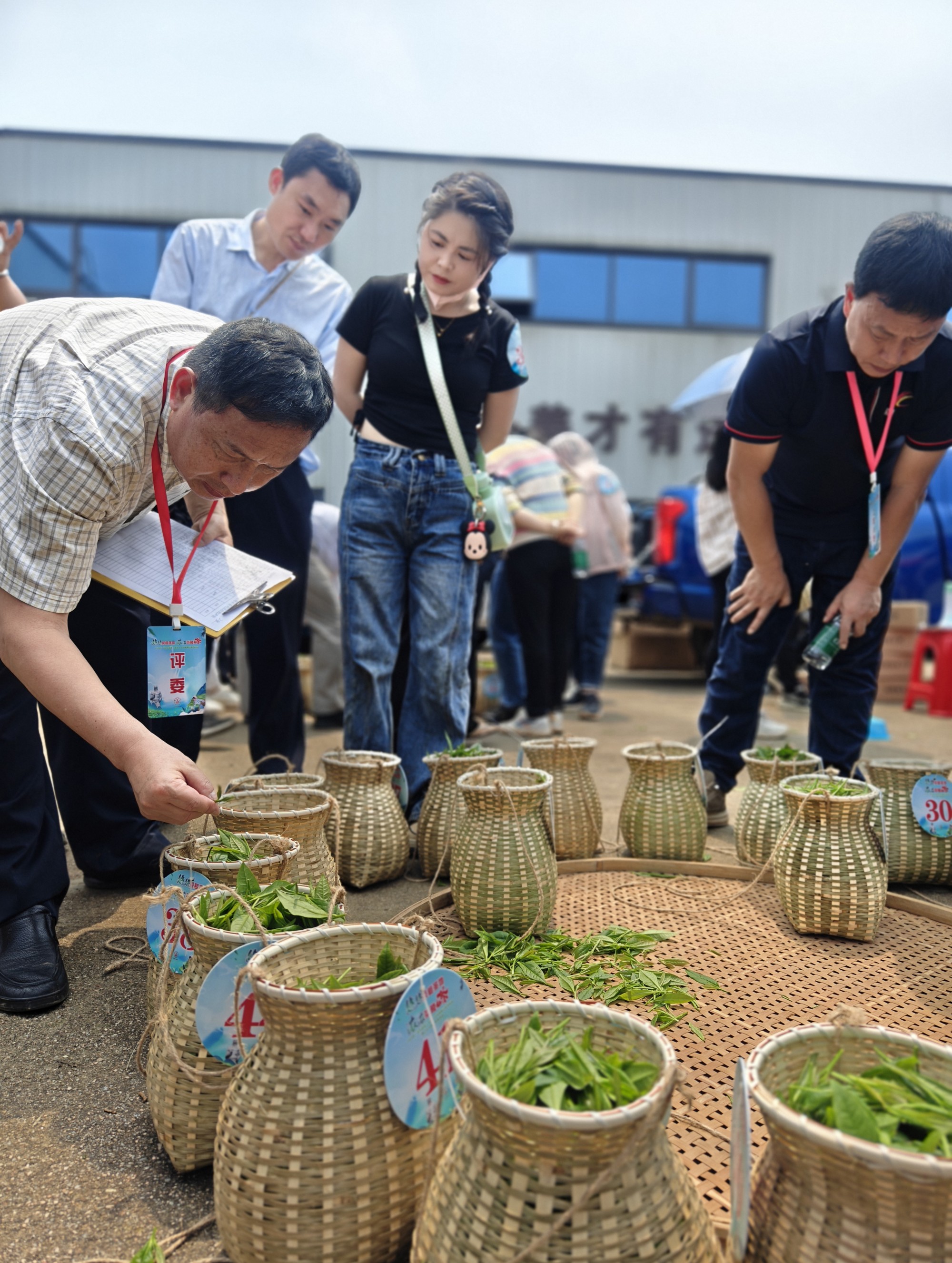 “茶上小飞燕”采茶活动（丁永盛摄）