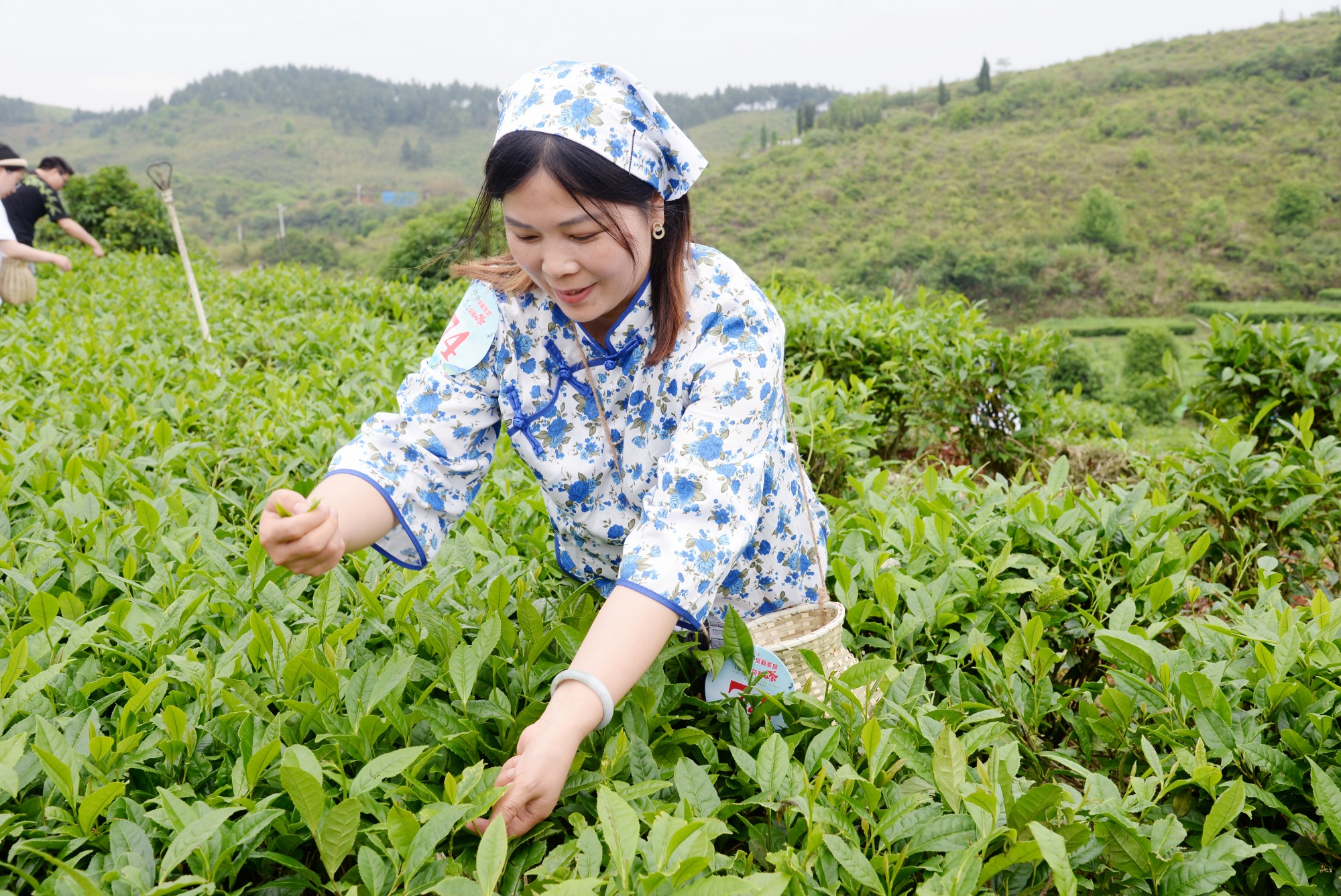 “茶上小飞燕”采茶活动（罗冬保摄）