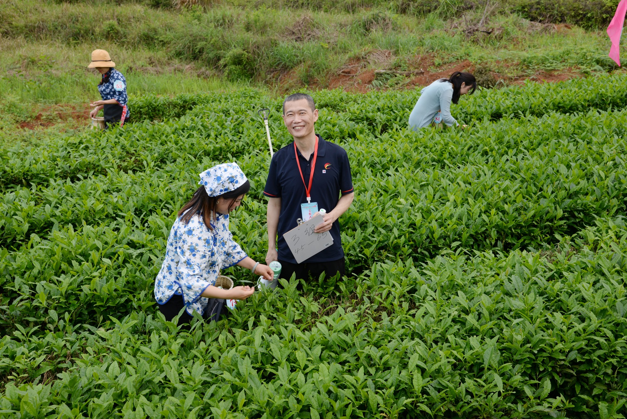 “茶上小飞燕”采茶活动（罗冬保摄）