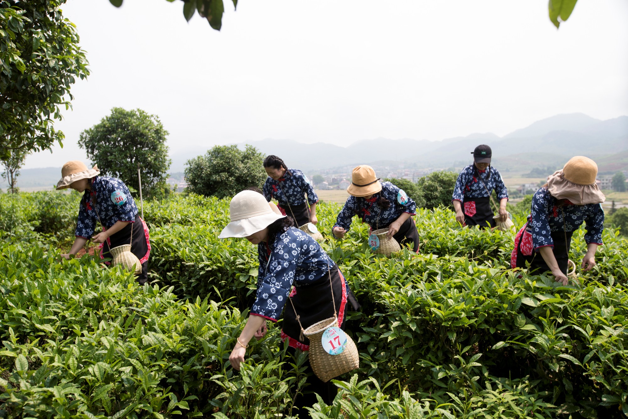 “茶上小飞燕”采茶活动（颜超摄）