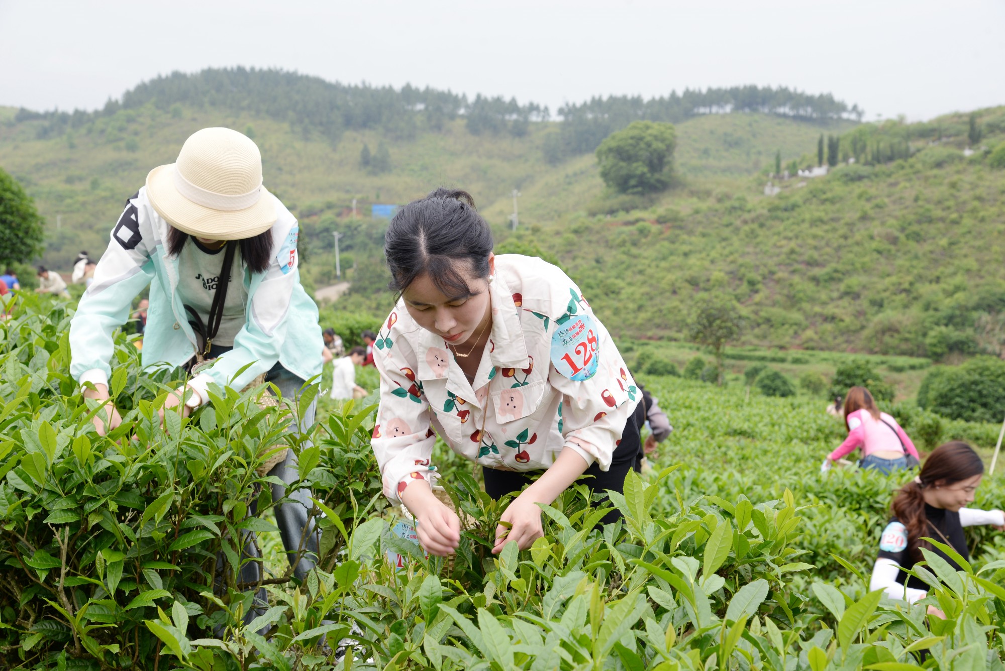 “茶上小飞燕”采茶活动（罗冬保摄）